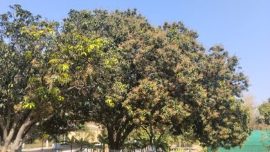 IMG 20260306 WA0017 Console Corptech