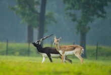 1777209519 2e0da26f1ba8a6fcff75 Console Corptech